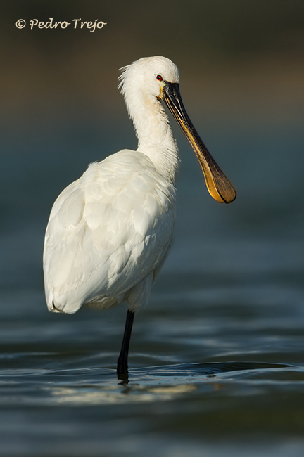 Espatula (Platalea leucorodia)